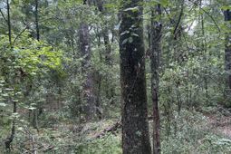 1 Boat Landing Road photo 4