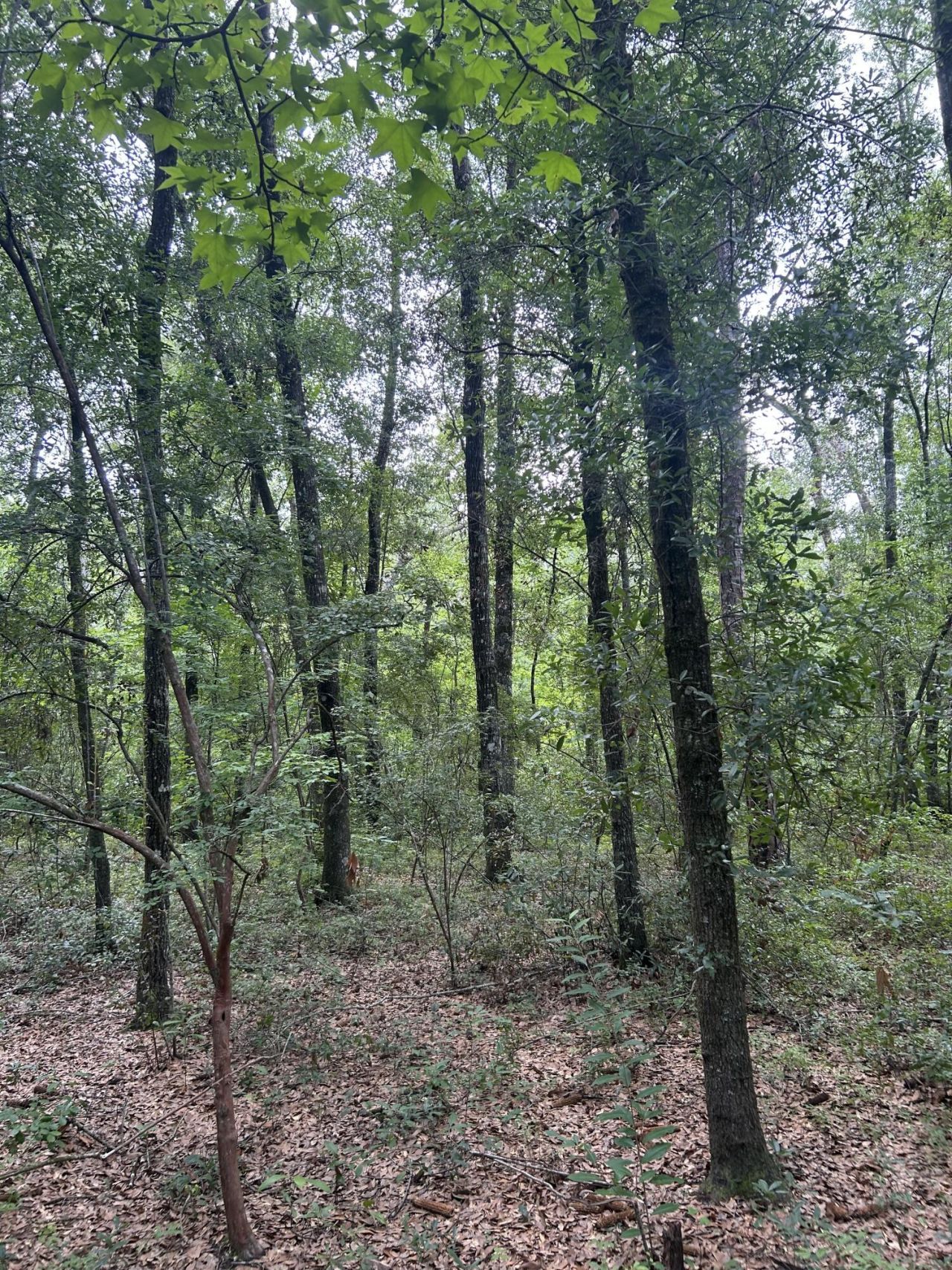 1 Boat Landing Road Photo 4