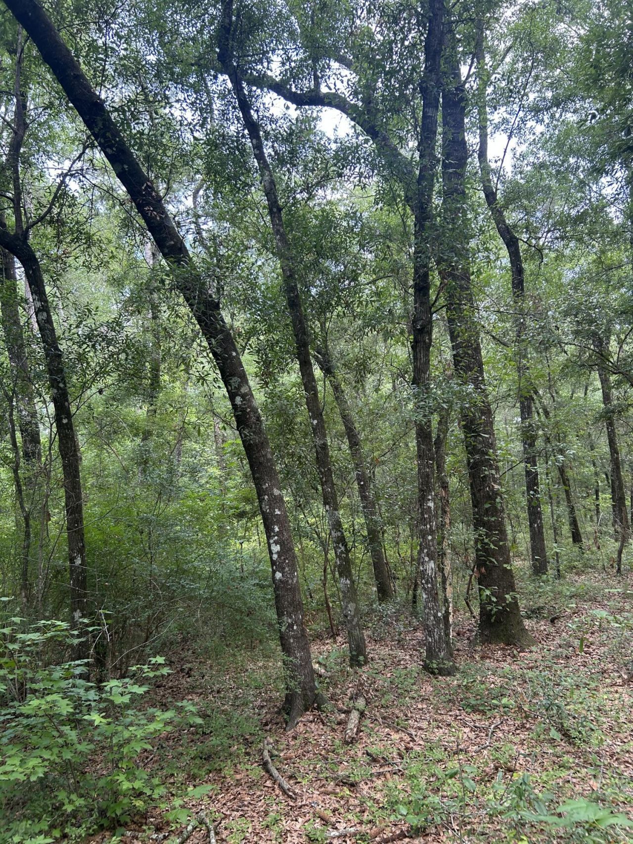 1 Boat Landing Road Photo 5