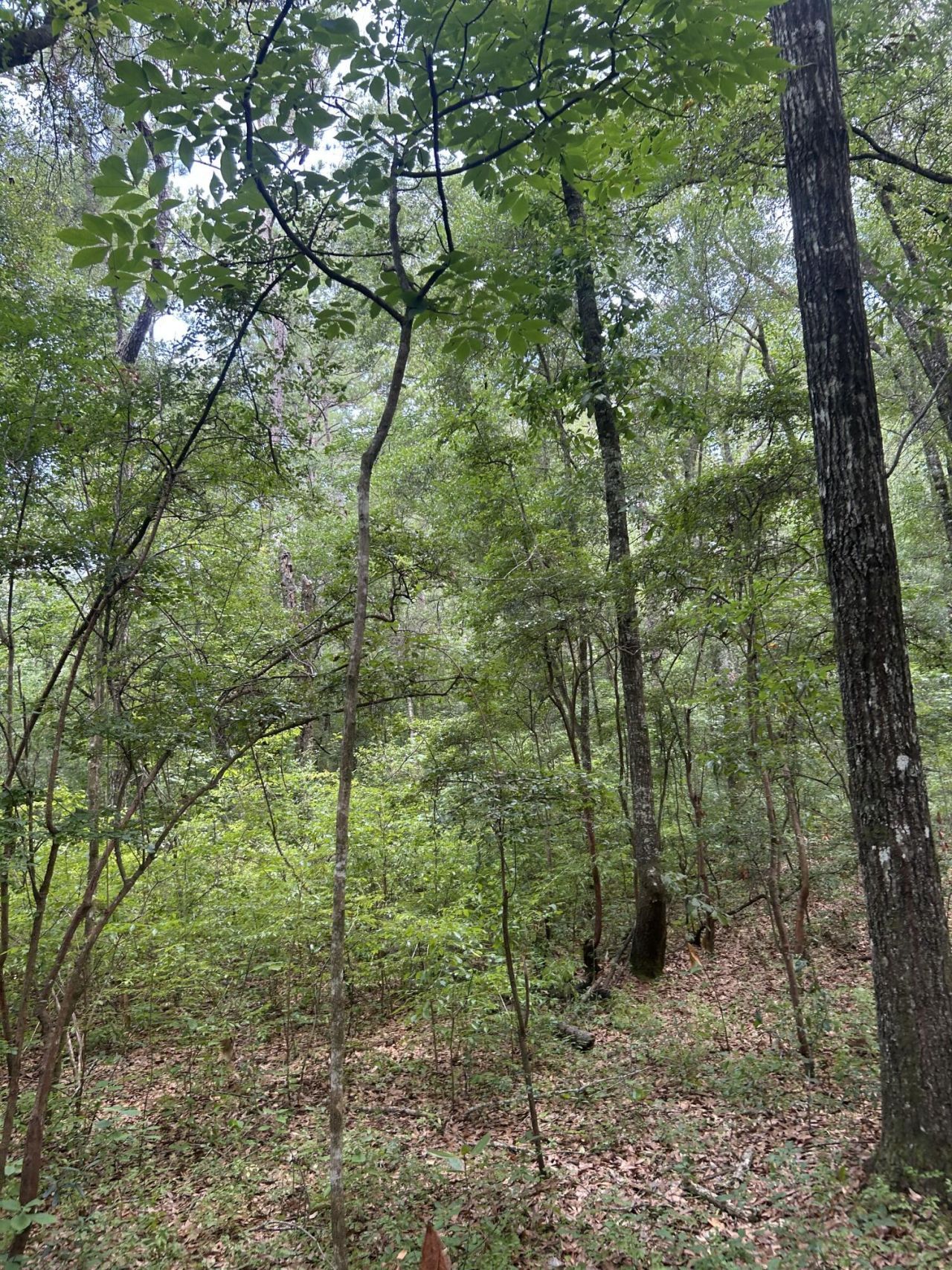 1 Boat Landing Road Photo 7