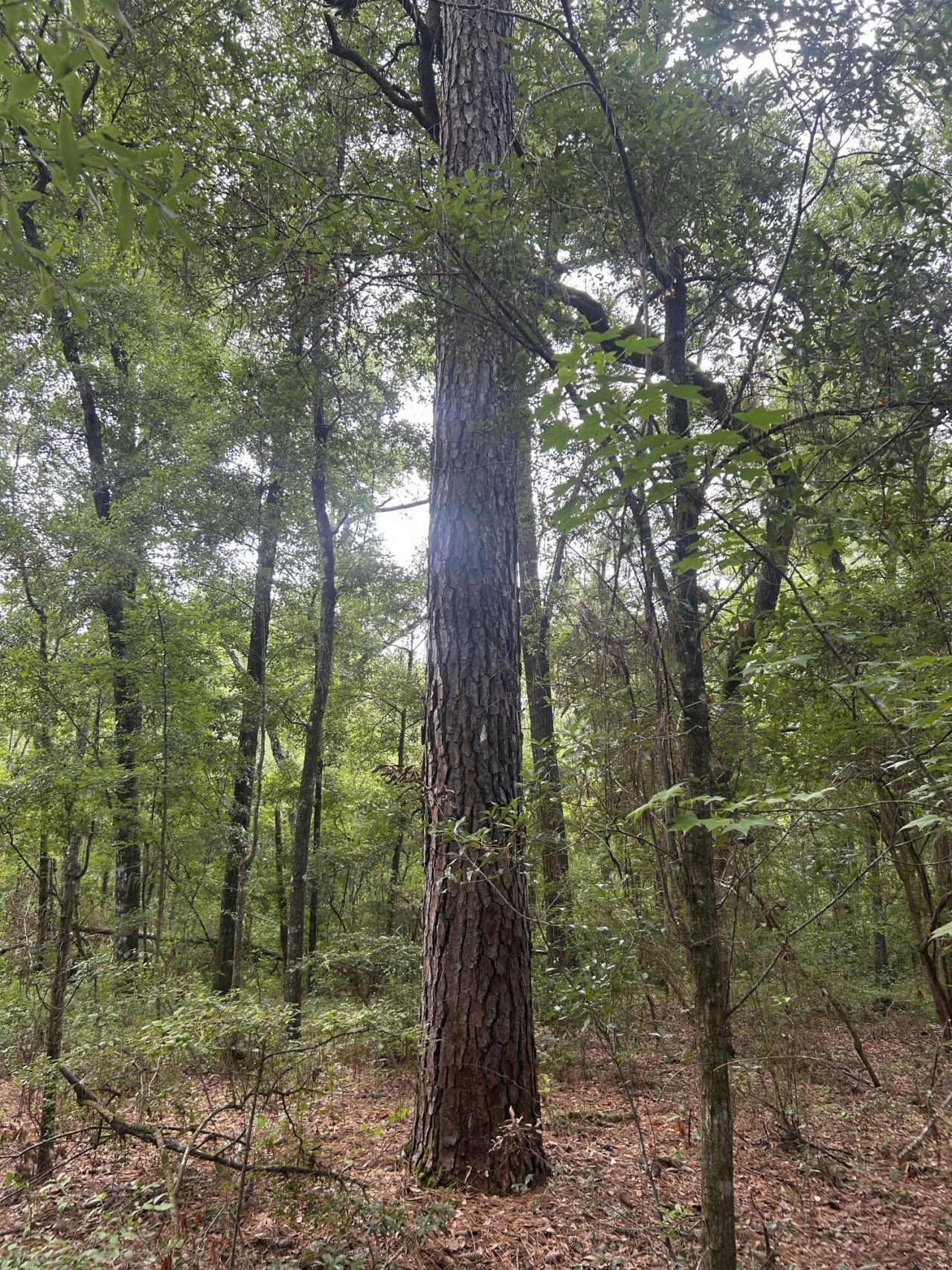 1 Boat Landing Road Photo 8