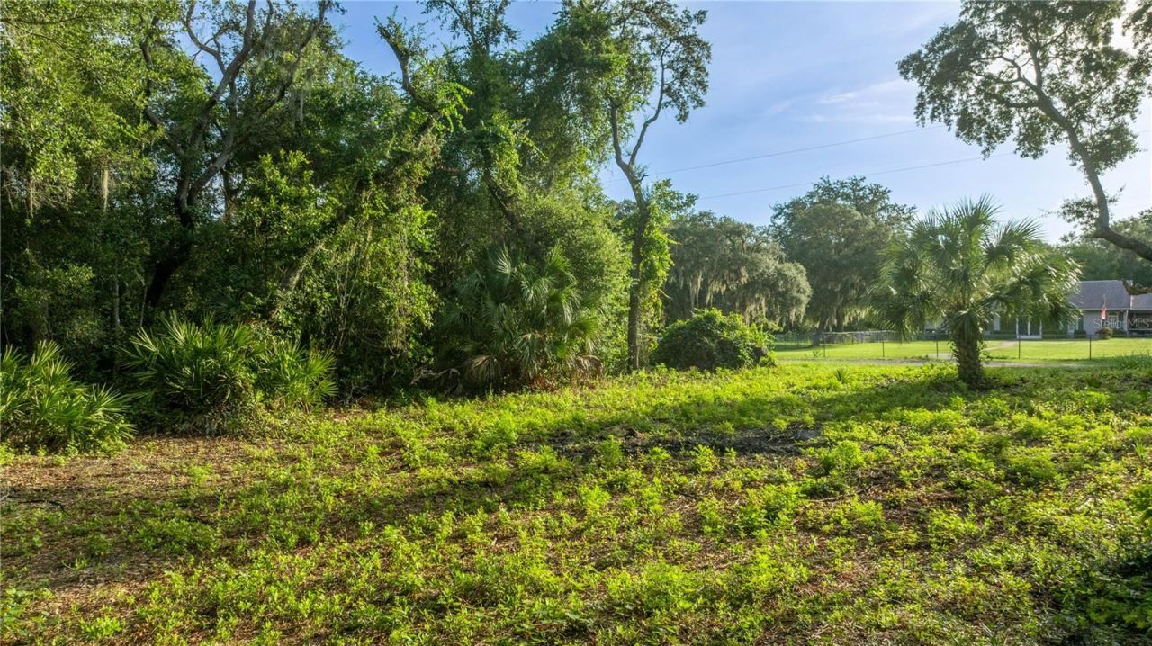 Tbd NE 303rd Court, Salt Springs, FL 32134 Photo