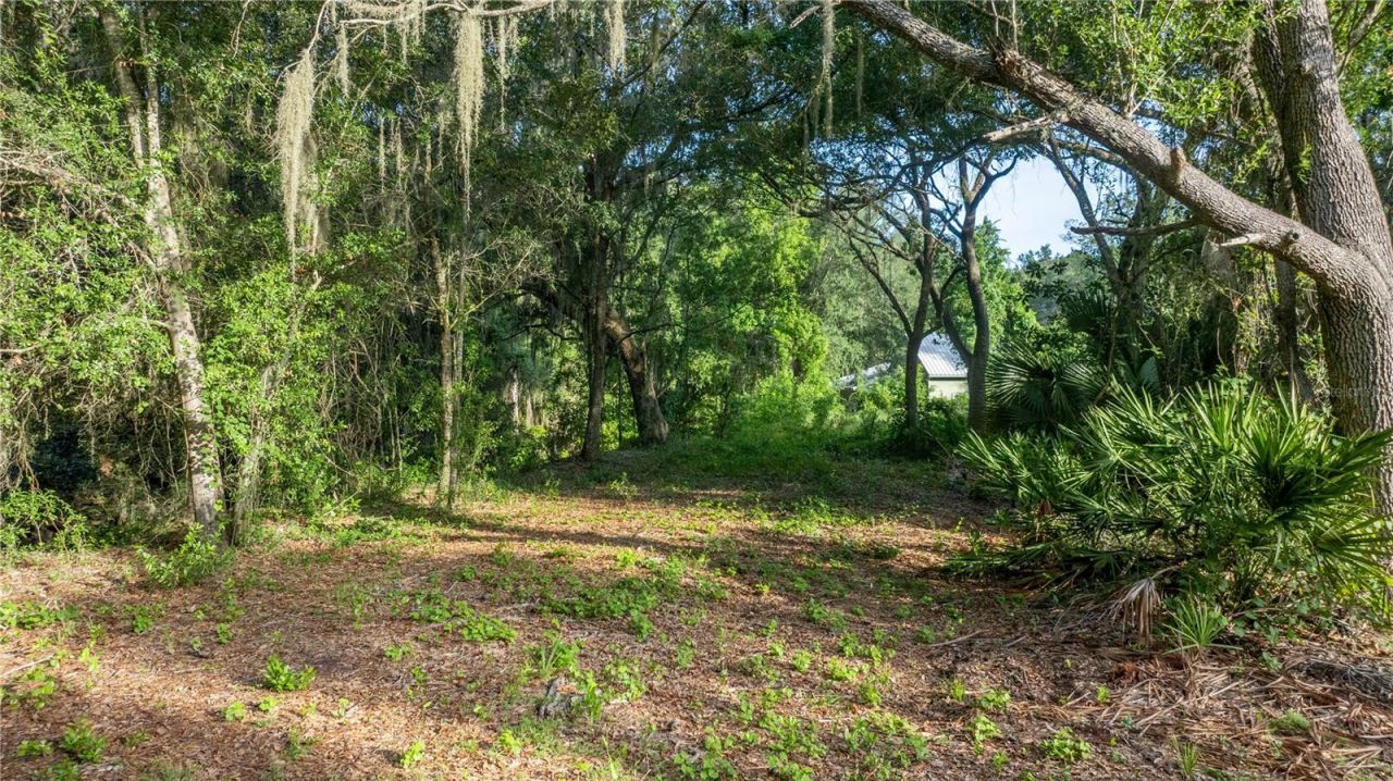 Tbd NE 303rd Court, Salt Springs, FL 32134 Photo