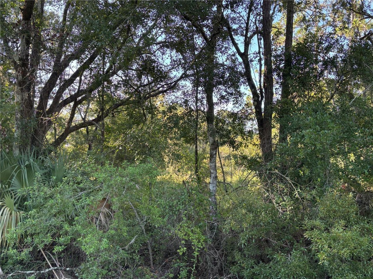 Ne Highway 351, Cross City, FL 32628 Photo