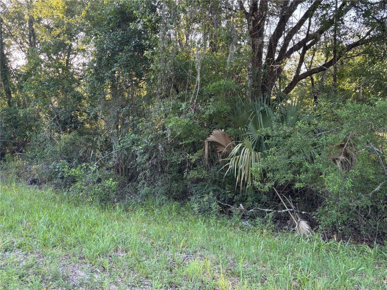 Ne Highway 351, Cross City, FL 32628 Photo