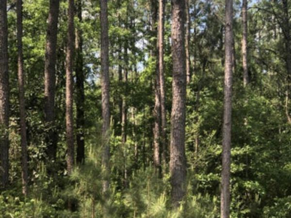 No Shows Road, Waynesboro, MS 39367