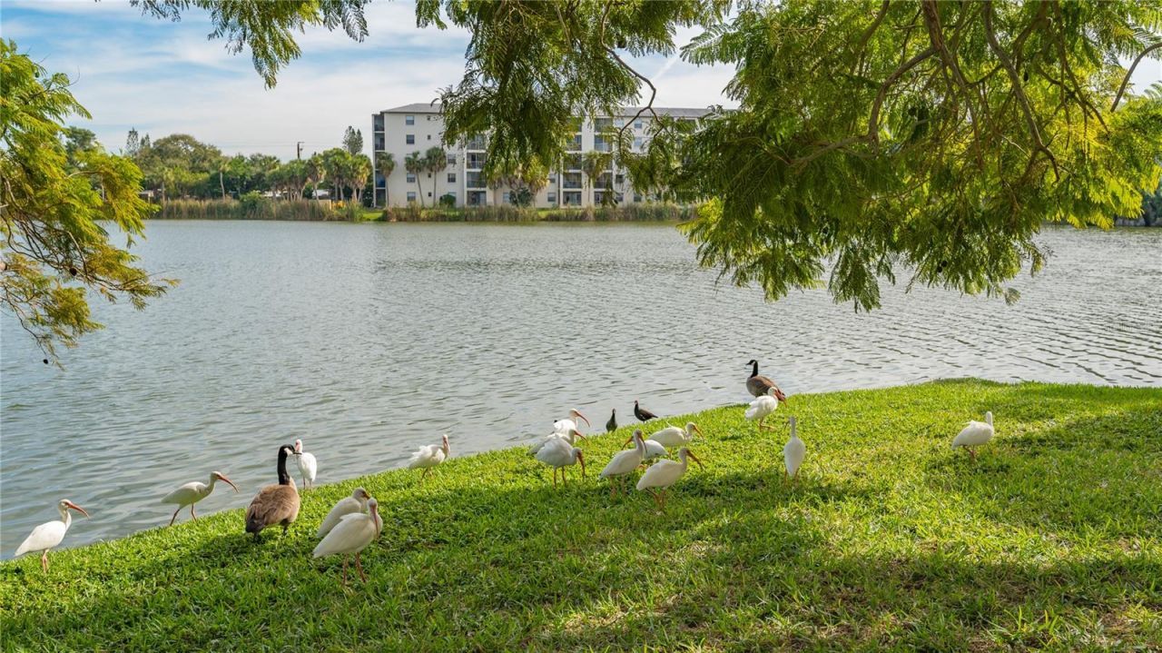 4130 Heron Way, Unit B-115, Bradenton, FL 34205 Photo