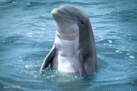 341 Windhaven Lane, New Smyrna Beach, FL 32168 Photo