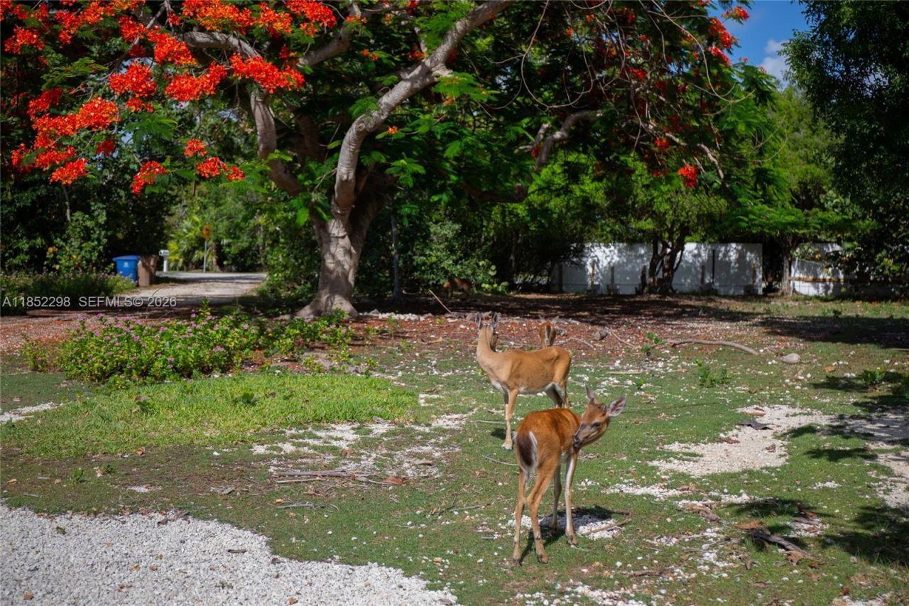 2231 Middle Torch Rd, Torch Key, FL 33042 Photo