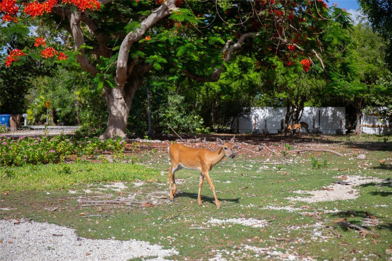 2231 Middle Torch Rd, Torch Key, FL 33042 Photo