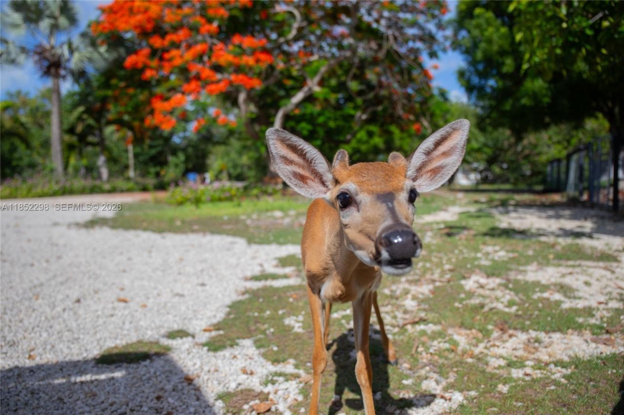 2231 Middle Torch Rd, Torch Key, FL 33042 Photo