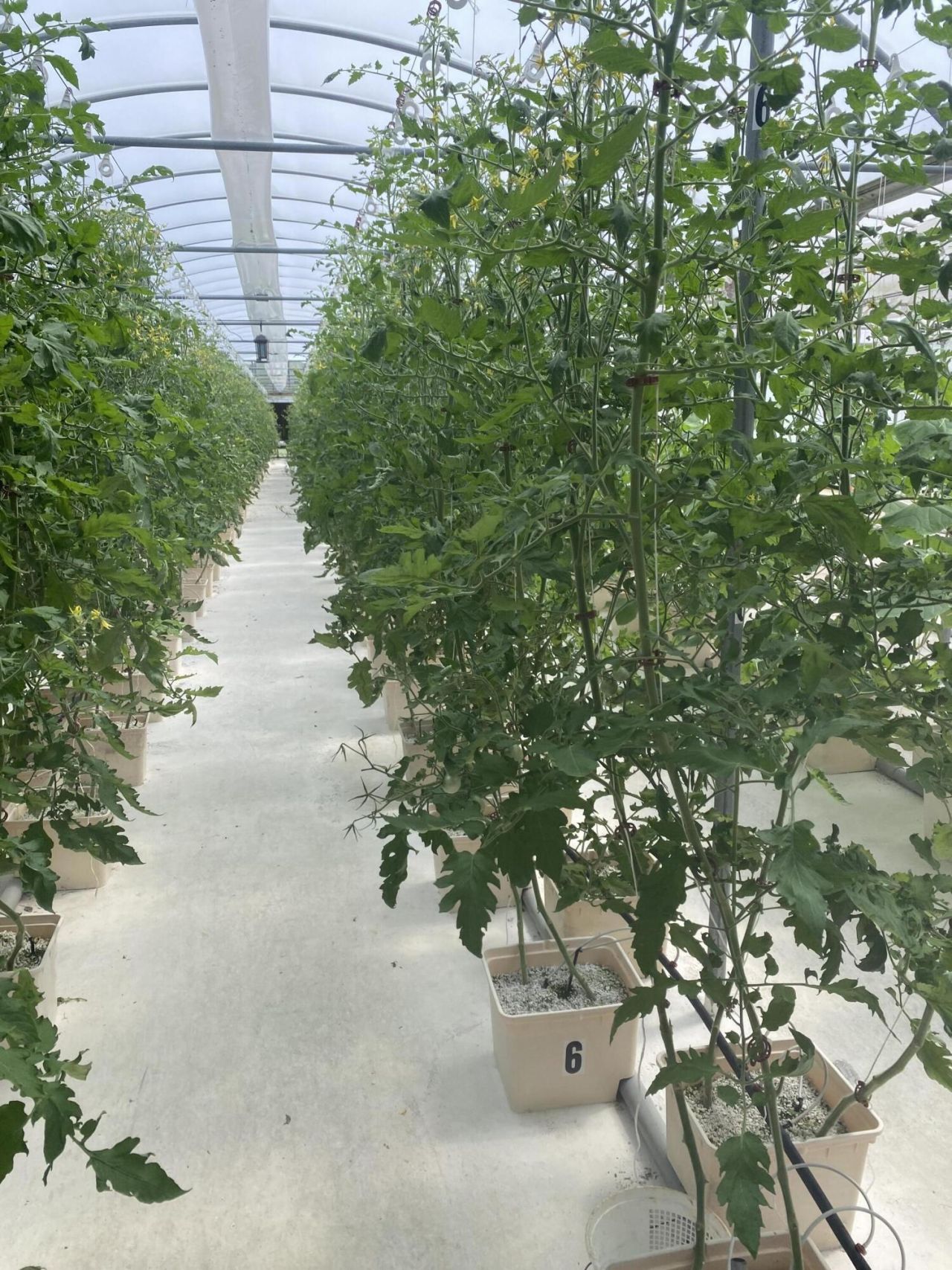 354 Kurios Lane Photo 6