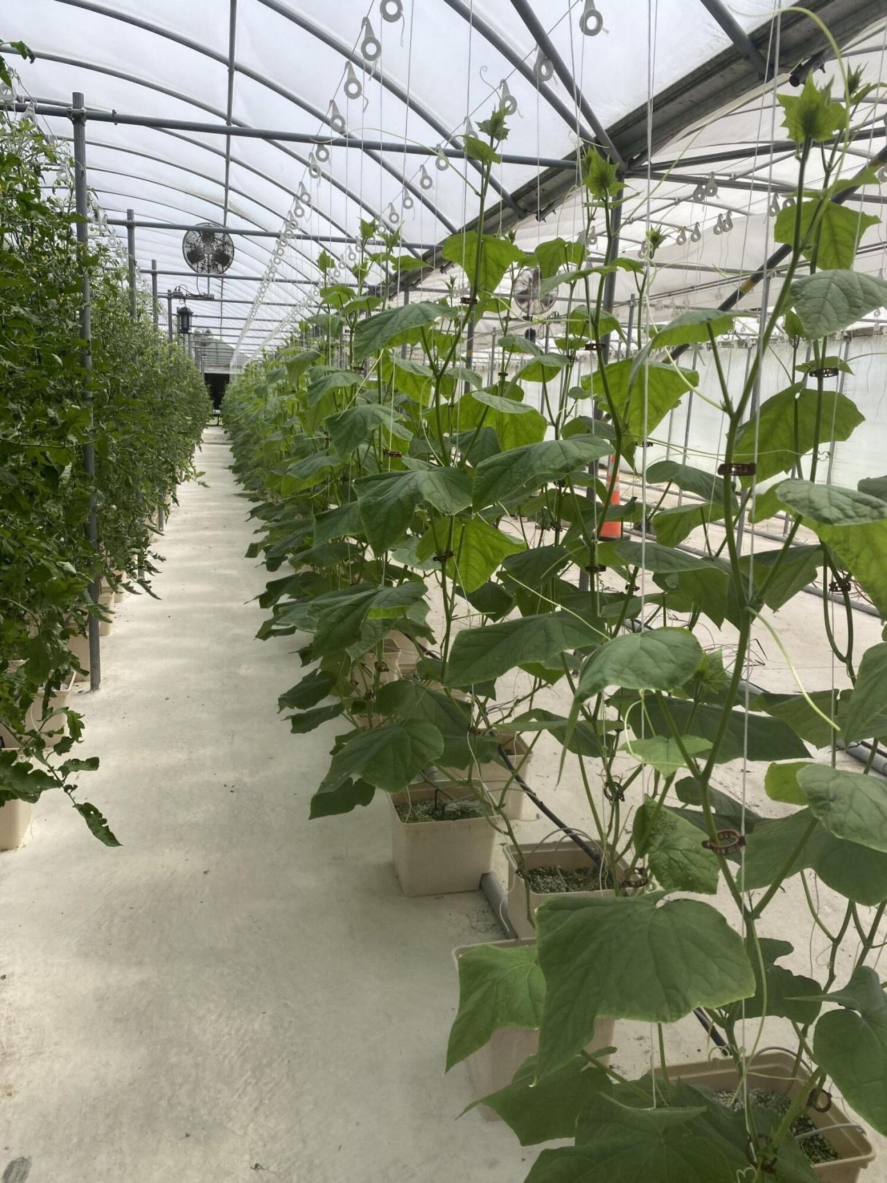 354 Kurios Lane Photo 7