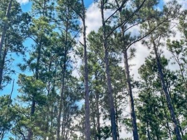 0 Incachee Road, Waverly, GA 31565