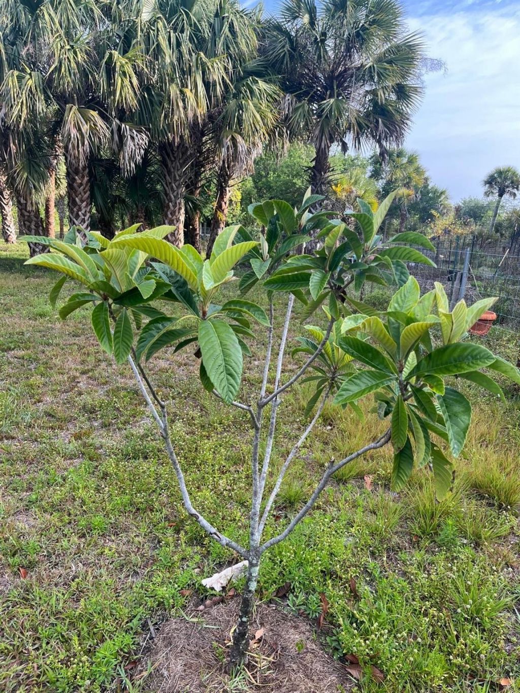 15148 NW 288th Street, Okeechobee, FL 34972 Photo