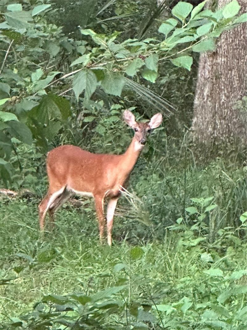 6177 Cr 625, Bushnell, FL 33513 Photo