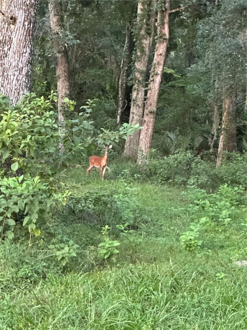 6177 Cr 625, Bushnell, FL 33513 Photo