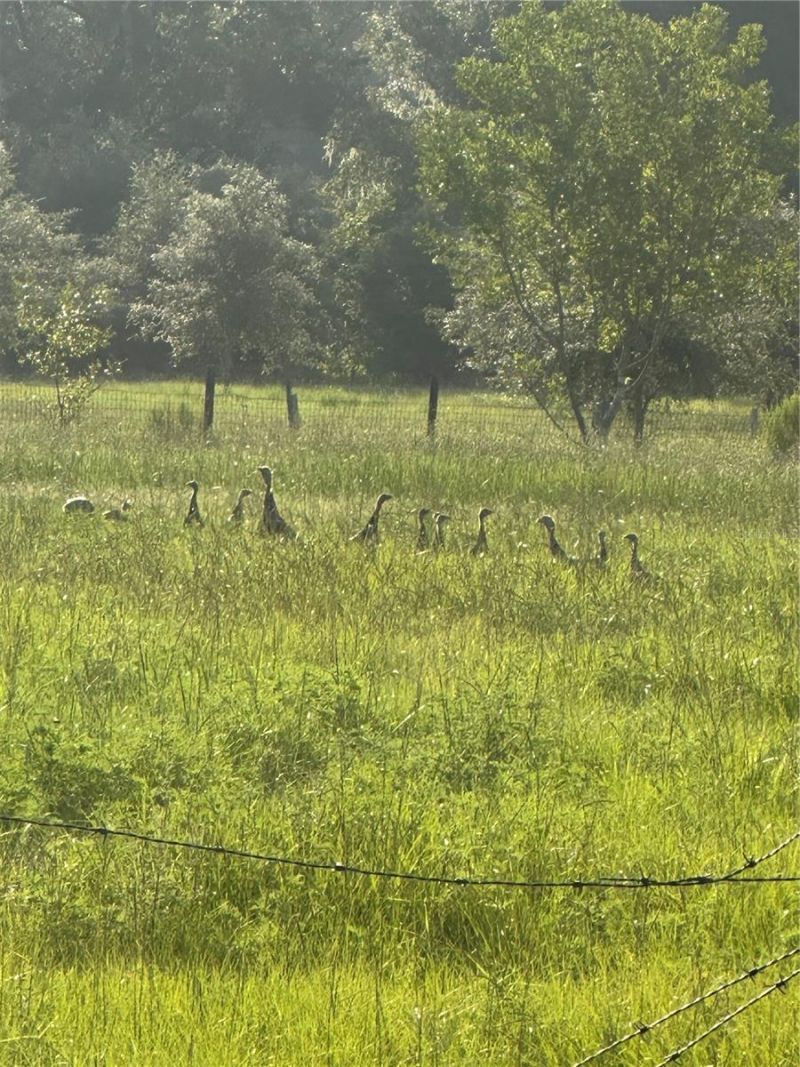 6177 Cr 625, Bushnell, FL 33513 Photo