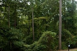 204 Deer Crossing Road photo 4