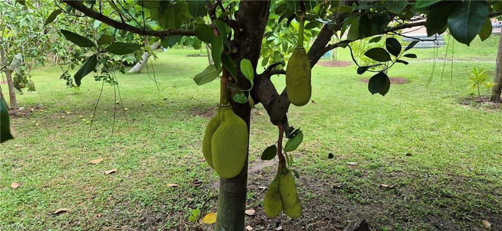 2011 Leroy Ave, Alva, FL 33920 Photo