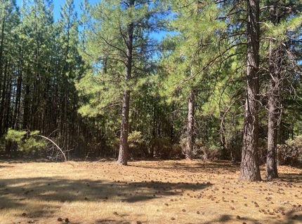 Wildrose Dr, Grizzly Flats, CA 95636 Photo
