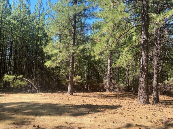 Wildrose Dr, Grizzly Flats, CA 95636
