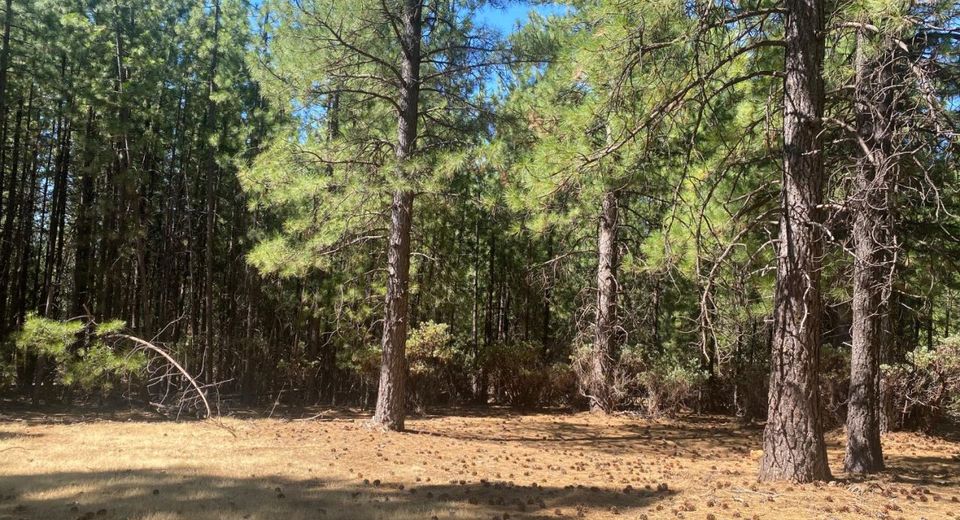 Wildrose Dr, Grizzly Flats, CA 95636 Photo