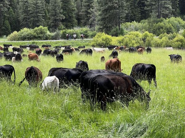 USFS 36 Road, Mount Vernon, OR 97865