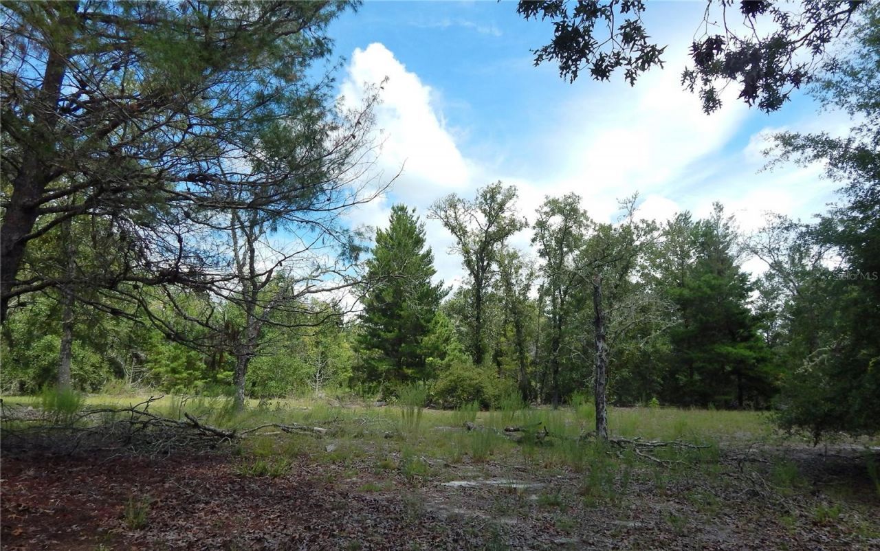 354 NW 93rd Lane, Branford, FL 32008 Photo