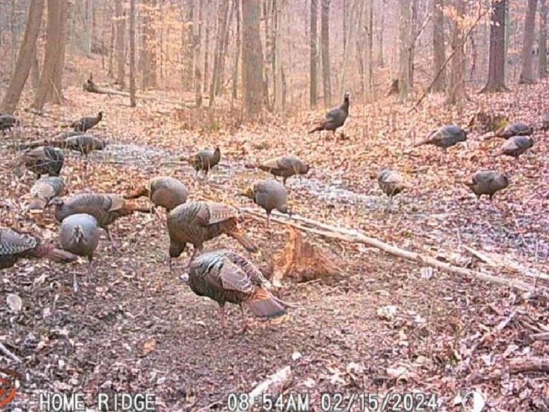 0 Potts Hill Road, Bainbridge, OH 45612 Photo 30