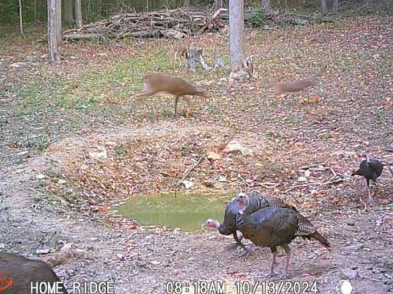 0 Potts Hill Road, Bainbridge, OH 45612 Photo 32