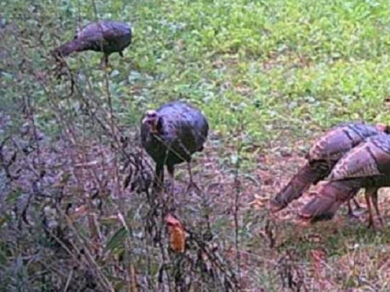 0 Potts Hill Rd, Bainbridge, OH 45612 Photo 31