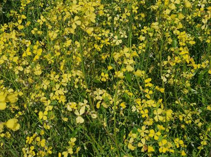 4 Zorro Rd, La Grange, CA 95329 Photo