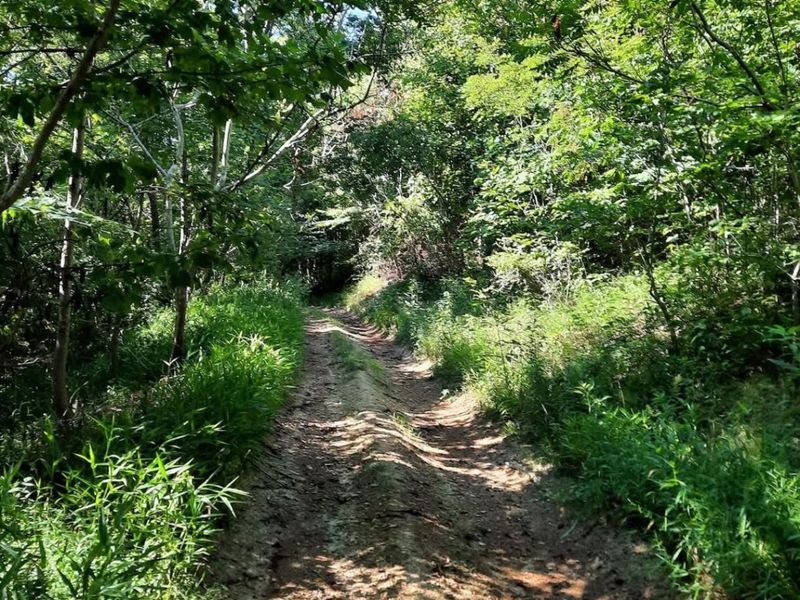 1774 Owl Creek Road, Lucasville, OH 45648 Photo 6