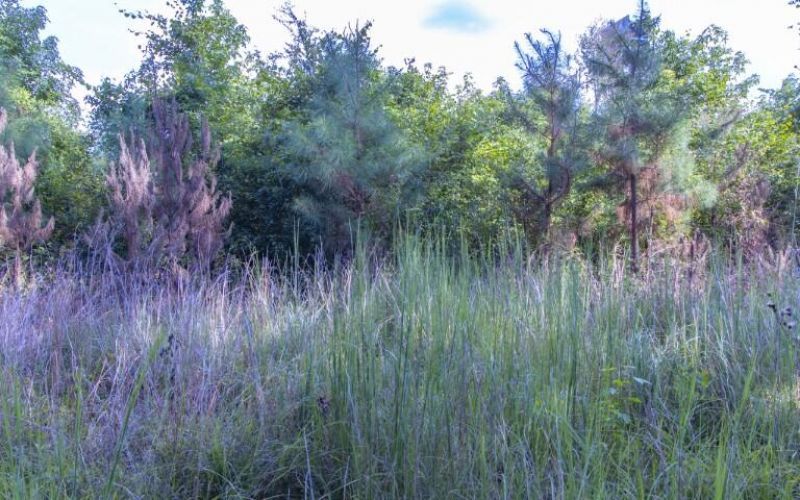 0 Mulberry Road Photo 45