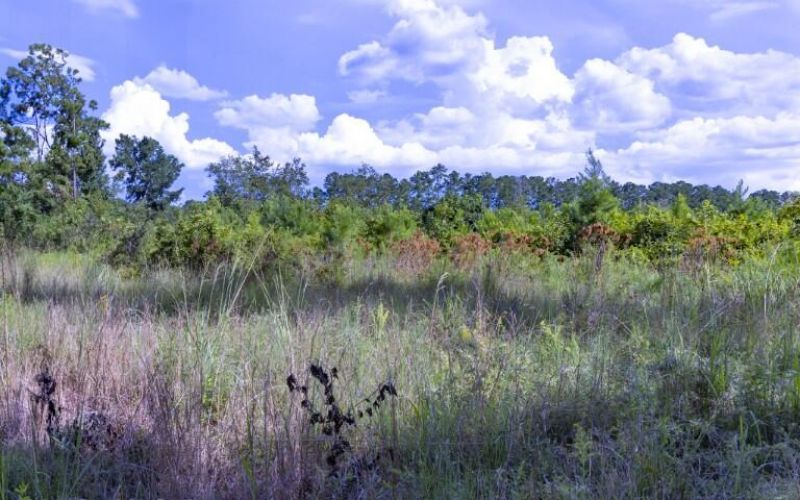 0 Mulberry Road Photo 8