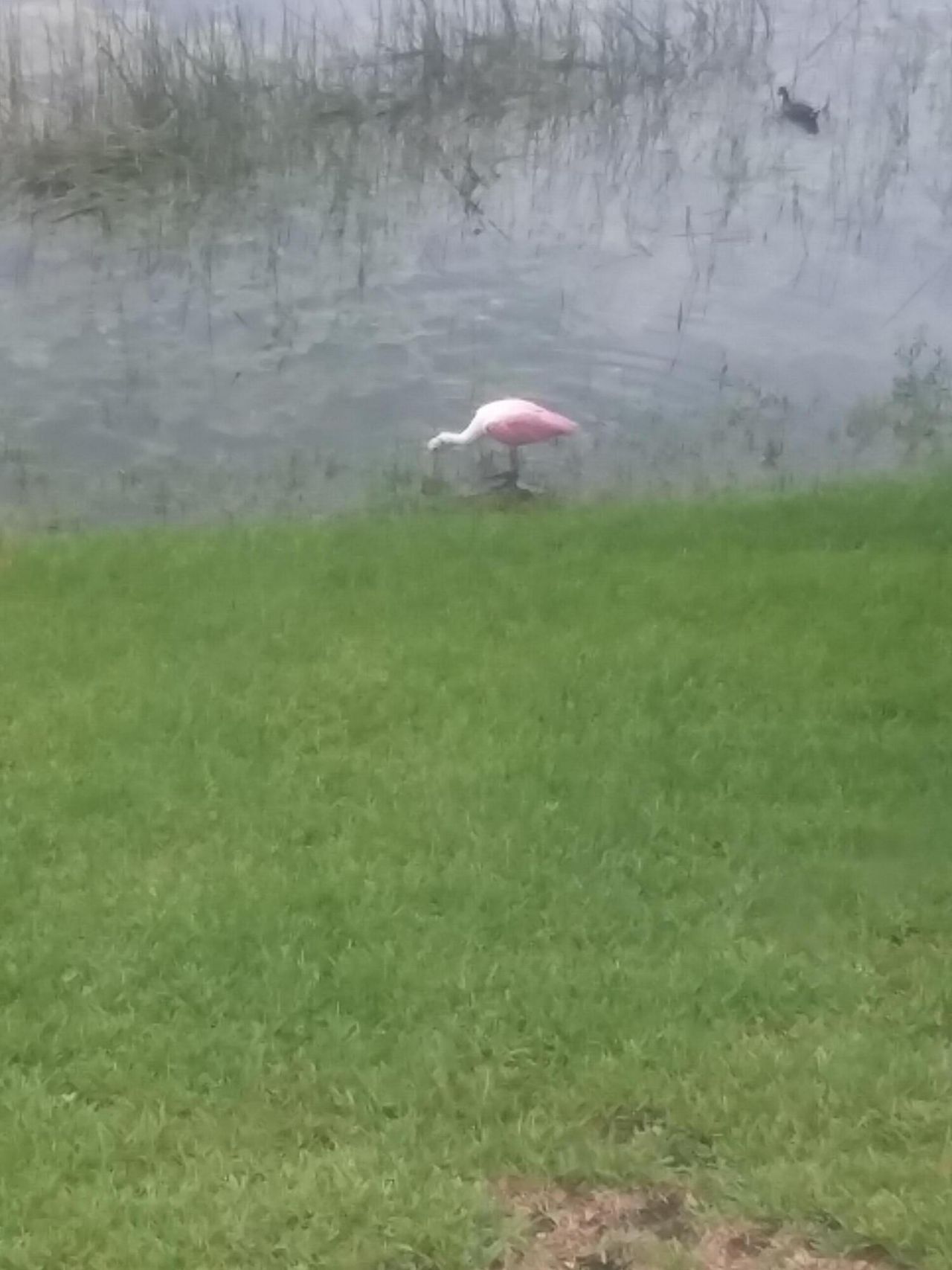 3018 Alcazar Place, Unit 103, Palm Beach Gardens, FL 33410 Photo