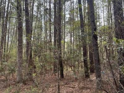 0 Palm Street, Reevesville, SC 29471