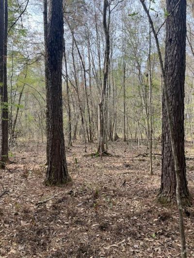 0 Palm Street Photo 5