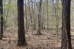 0 Palm Street photo 4