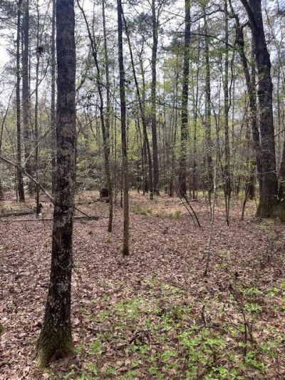 0 Palm Street Photo 6