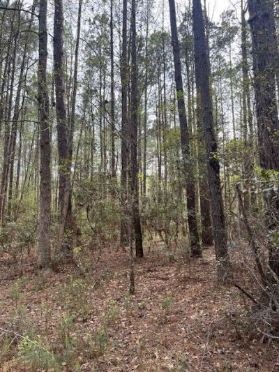 0 Palm Street Photo 9