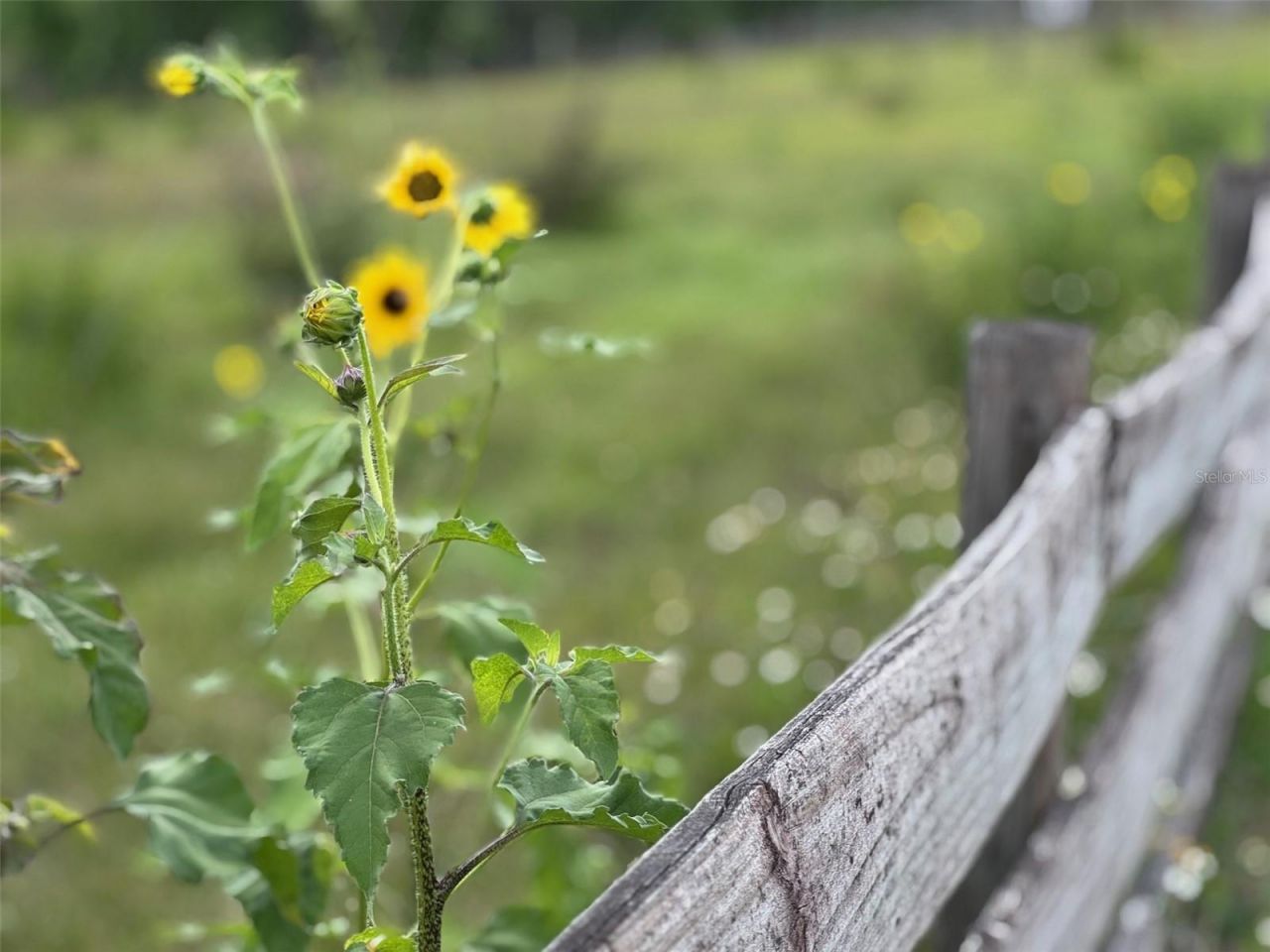 36641 Blanton Road, Dade City, FL 33523 Photo