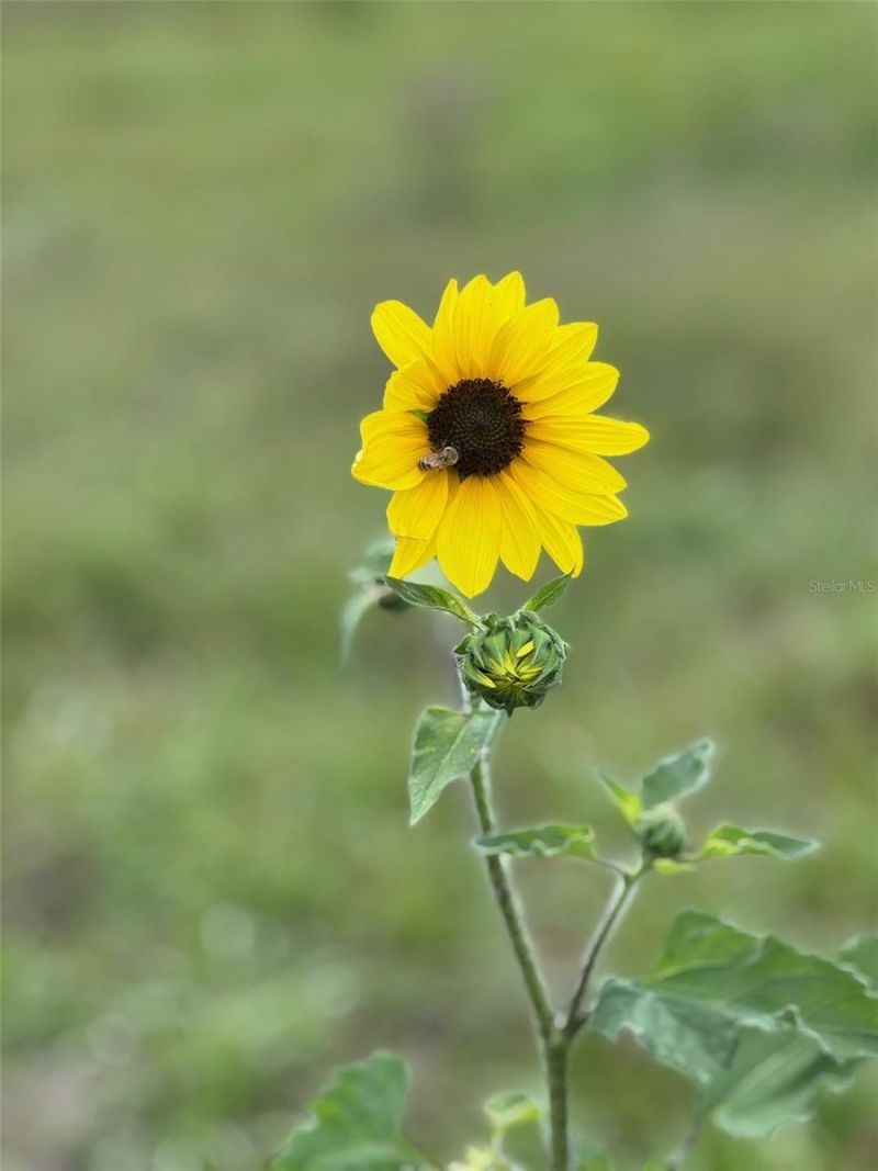 36641 Blanton Road, Dade City, FL 33523 Photo