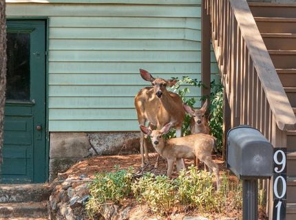 901 Union St, Placerville, CA 95667 Photo