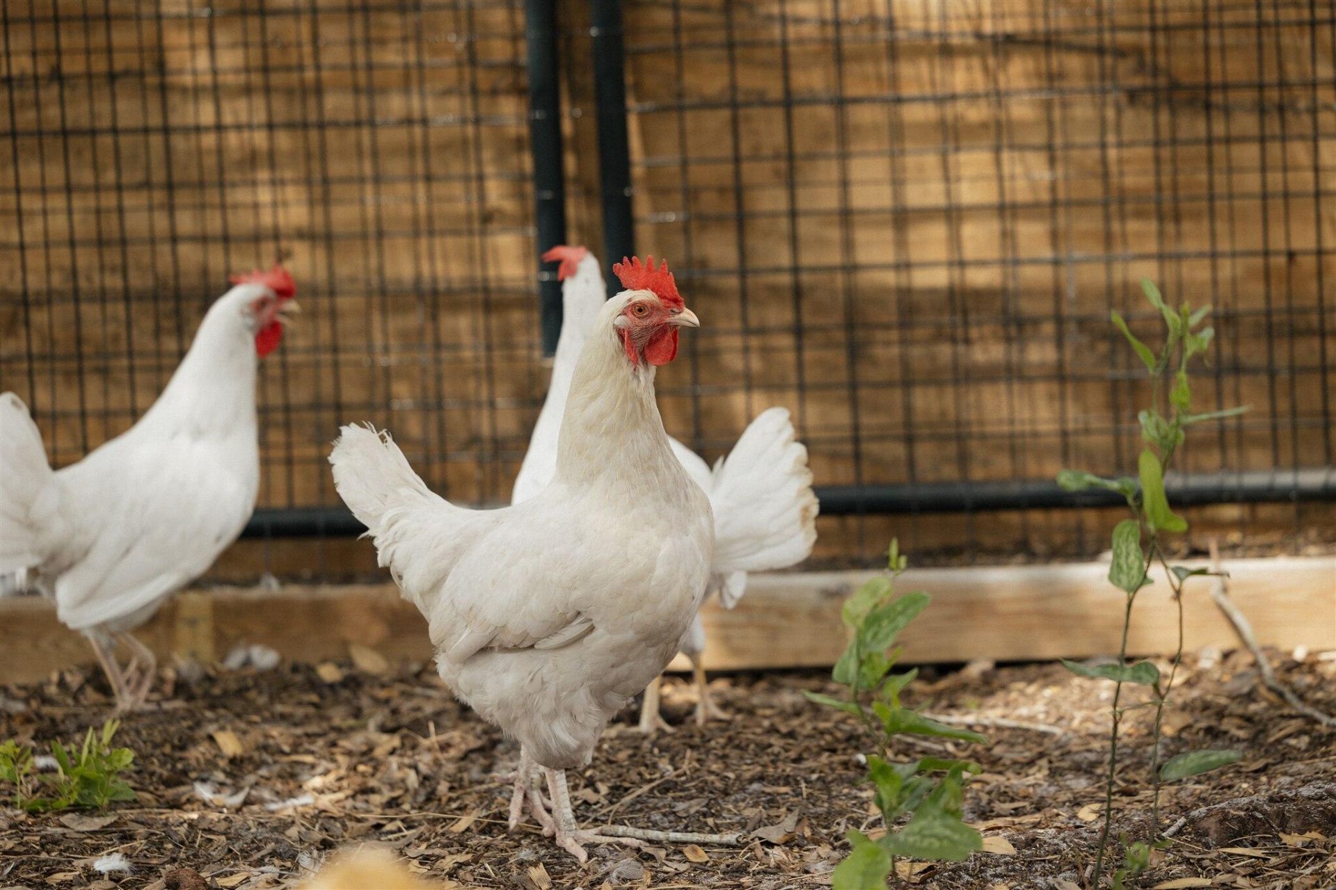 24770 SW 95th Street, Indiantown, FL 34956 Photo