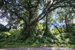 308 Chaplin Street photo 4