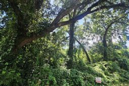 0 Chaplin Street photo 4