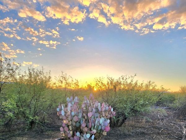 13122 W DUSTY FLAT Place, Unit -, Tucson, AZ 85735