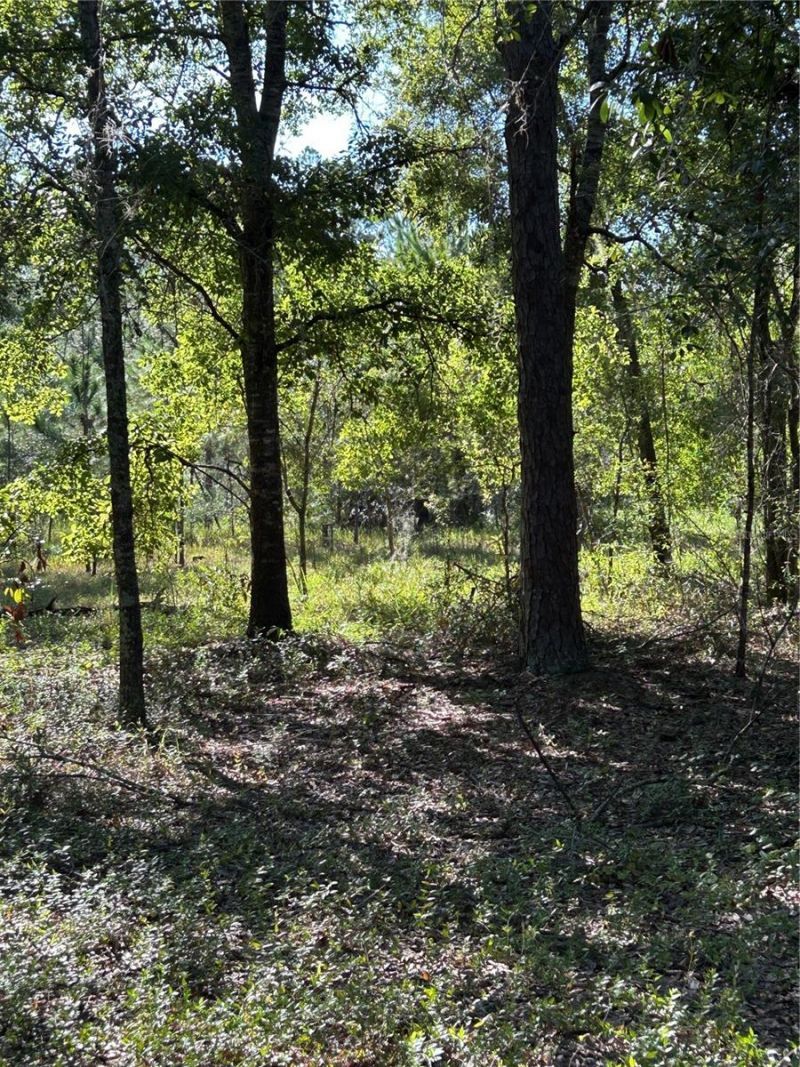 Quail Hollow Blvd Boulevard, Wesley Chapel, FL 33544 Photo